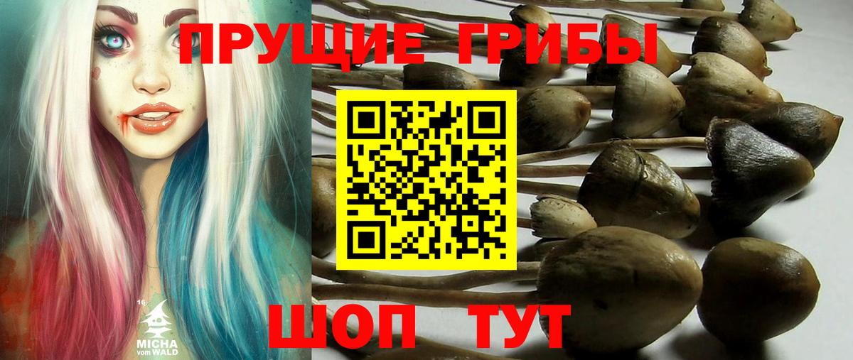 Псилоцибиновые грибы GOLDEN TEACHER  Вход с VPN  Воронеж  Псилоцибиновые грибы Magic Shrooms 
